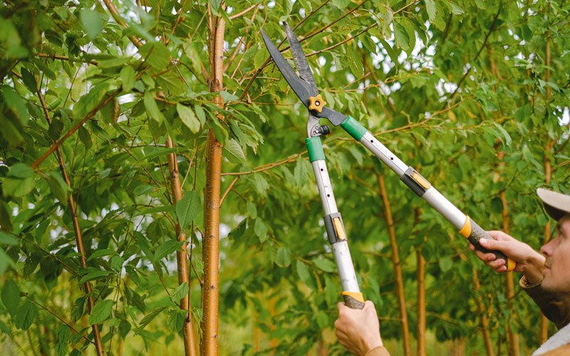 Tree trimming in Calmar, IA