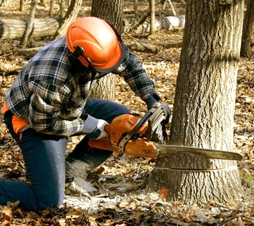 Tree Removal in Calmar, IA